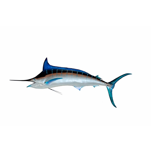 marlin