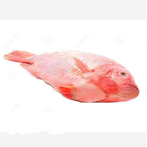 tilapia